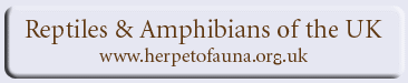 Reptiles and Amphibians of the UK