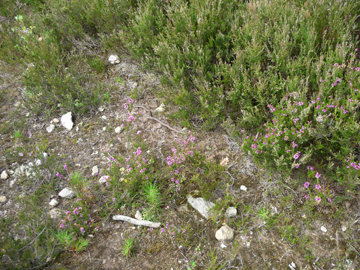 basking adders